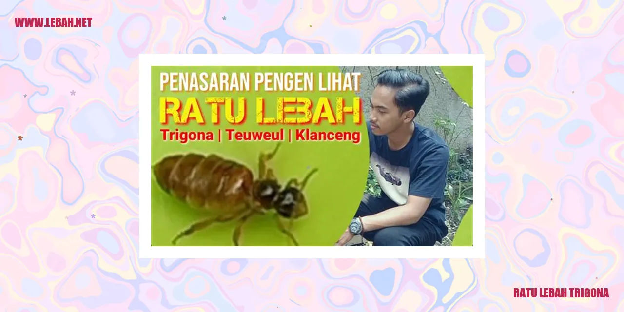 gambar ratu lebah trigona