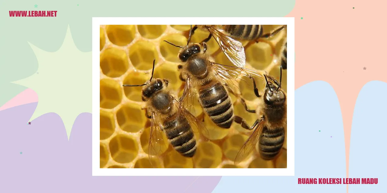 ruang koleksi lebah madu