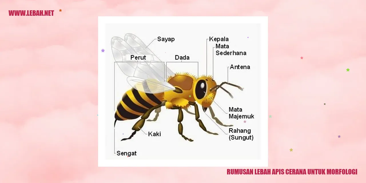 Lebah Apis Cerana