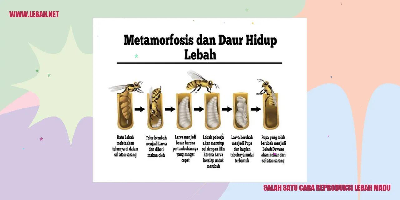 salah satu cara reproduksi lebah madu
