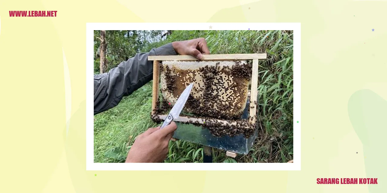Gambar Sarang Lebah Kotak