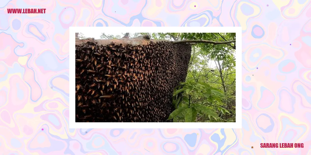 sarang lebah ong