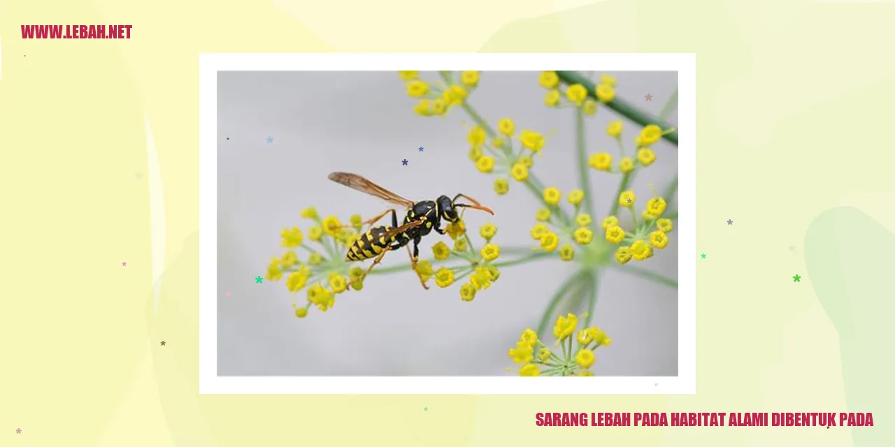 Sarang Lebah pada Habitat Alami
