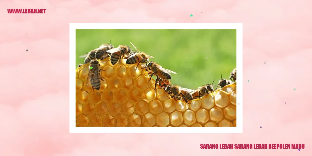 Sarang Lebah