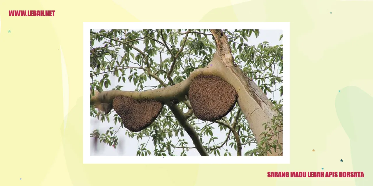 Gambar Sarang Madu Lebah Apis Dorsata