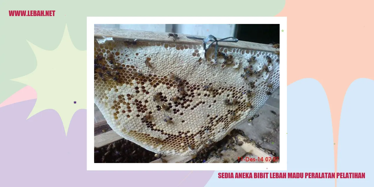 Bibit Lebah Madu