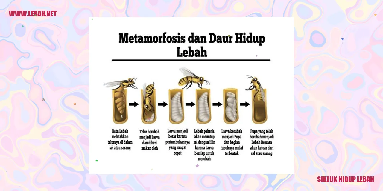 Siklus Hidup Lebah