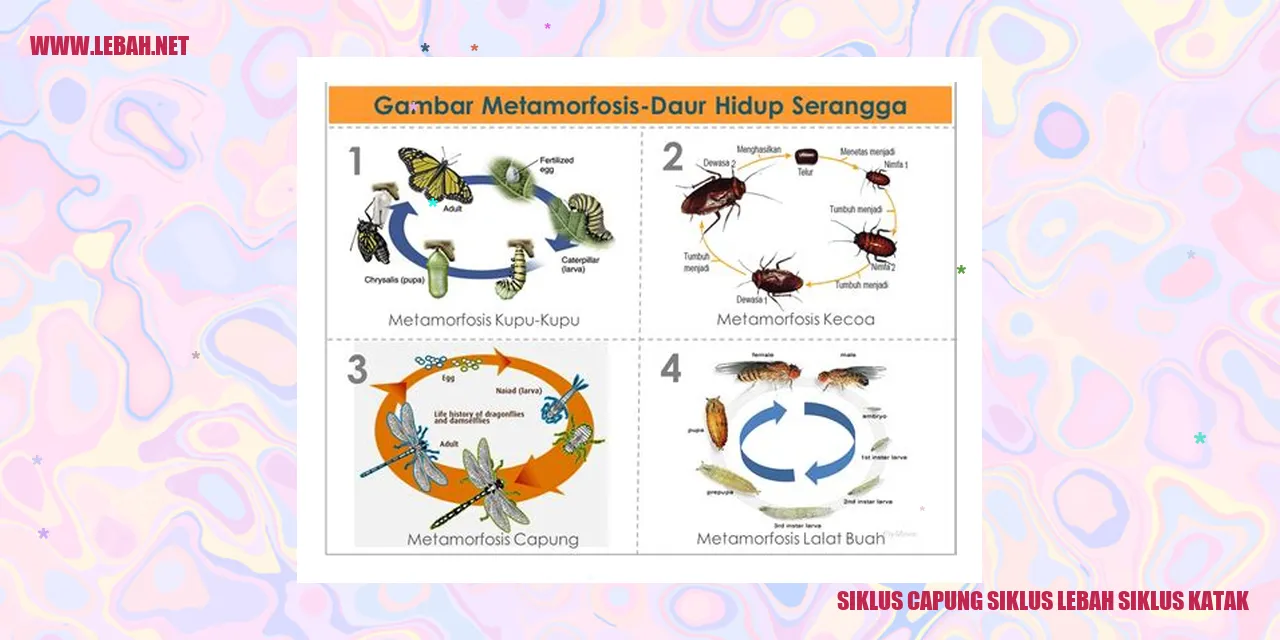 Siklus Capung Siklus Lebah Siklus Katak