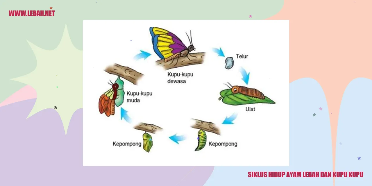 Siklus Hidup Ayam