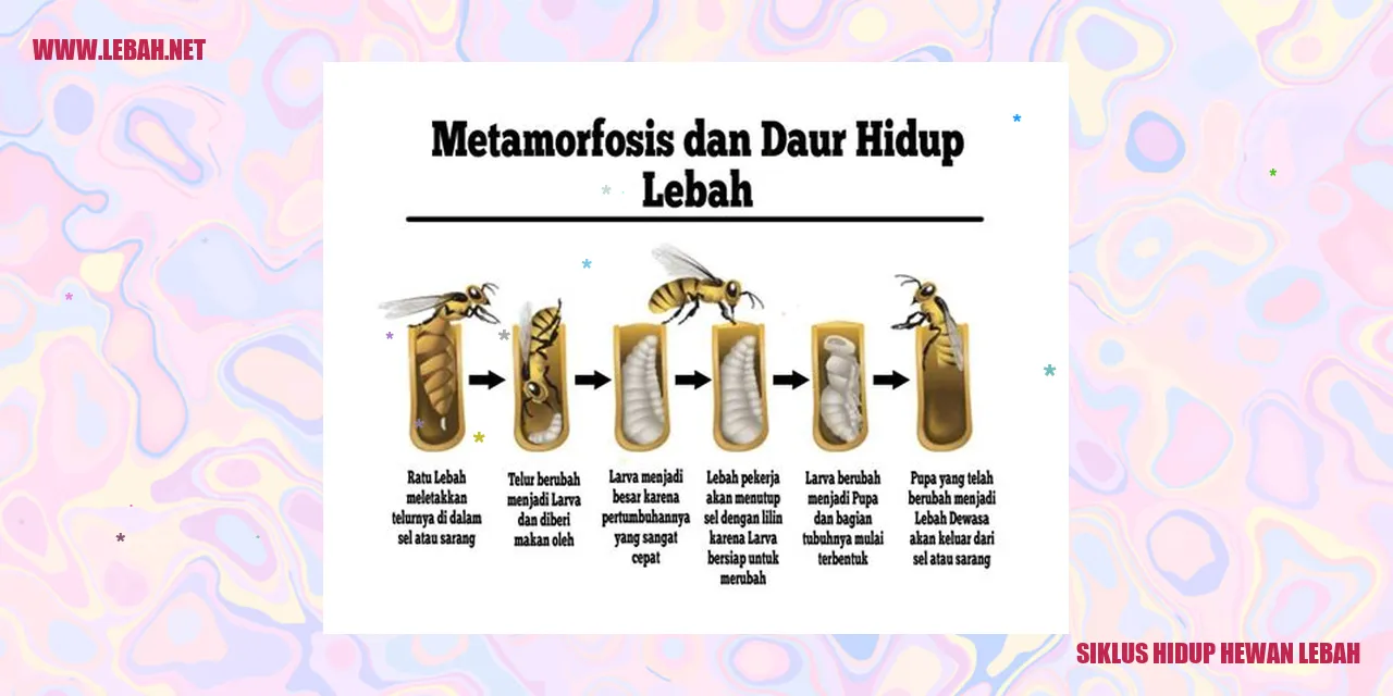 siklus hidup hewan lebah
