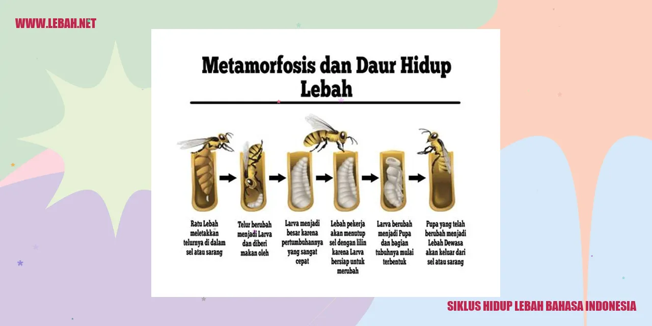 Siklus Hidup Lebah Bahasa Indonesia
