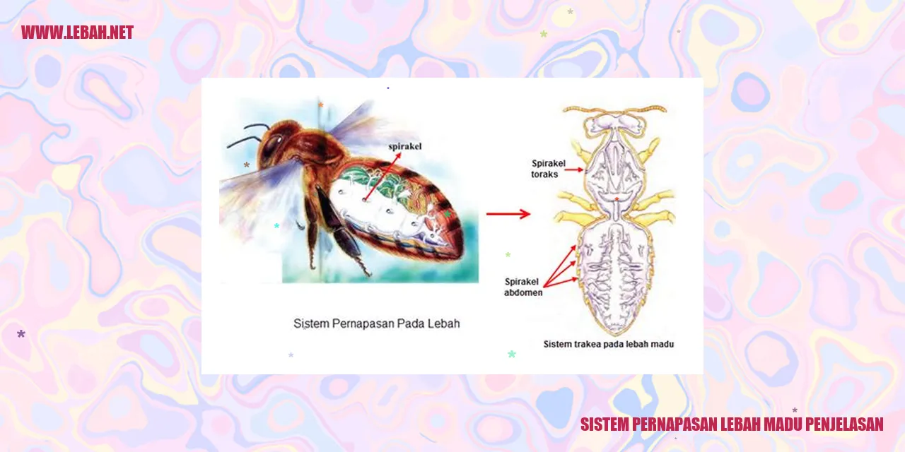 Sistem Pernapasan Lebah Madu