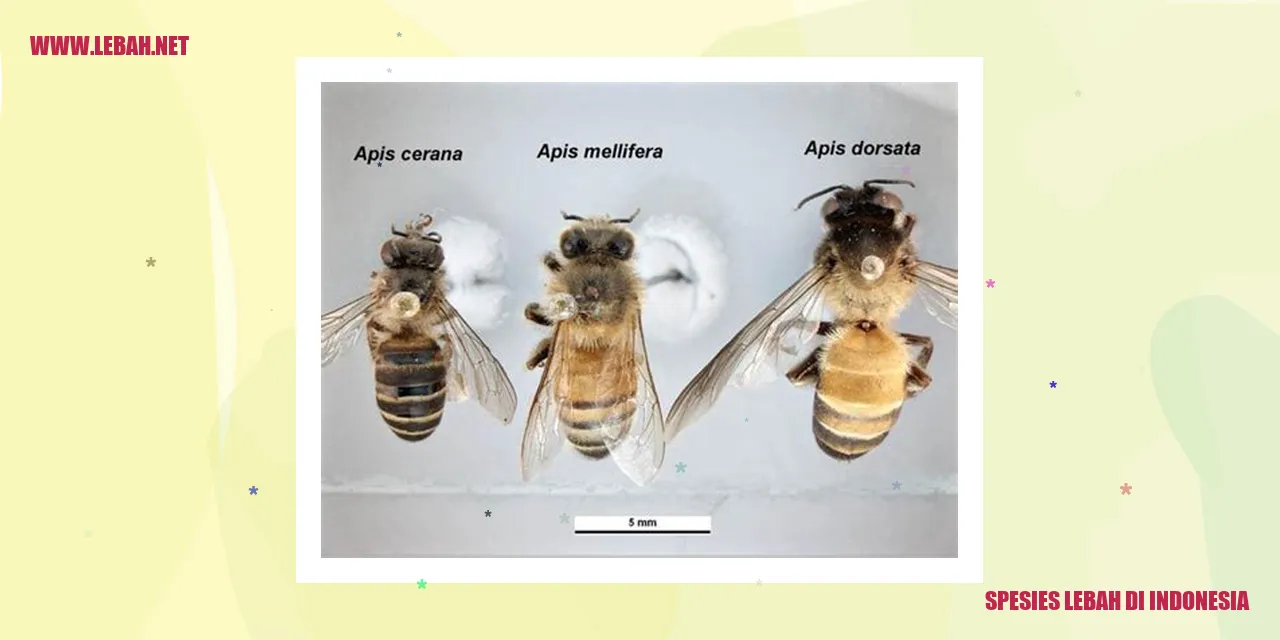 Lebah Madu Apis cerana
