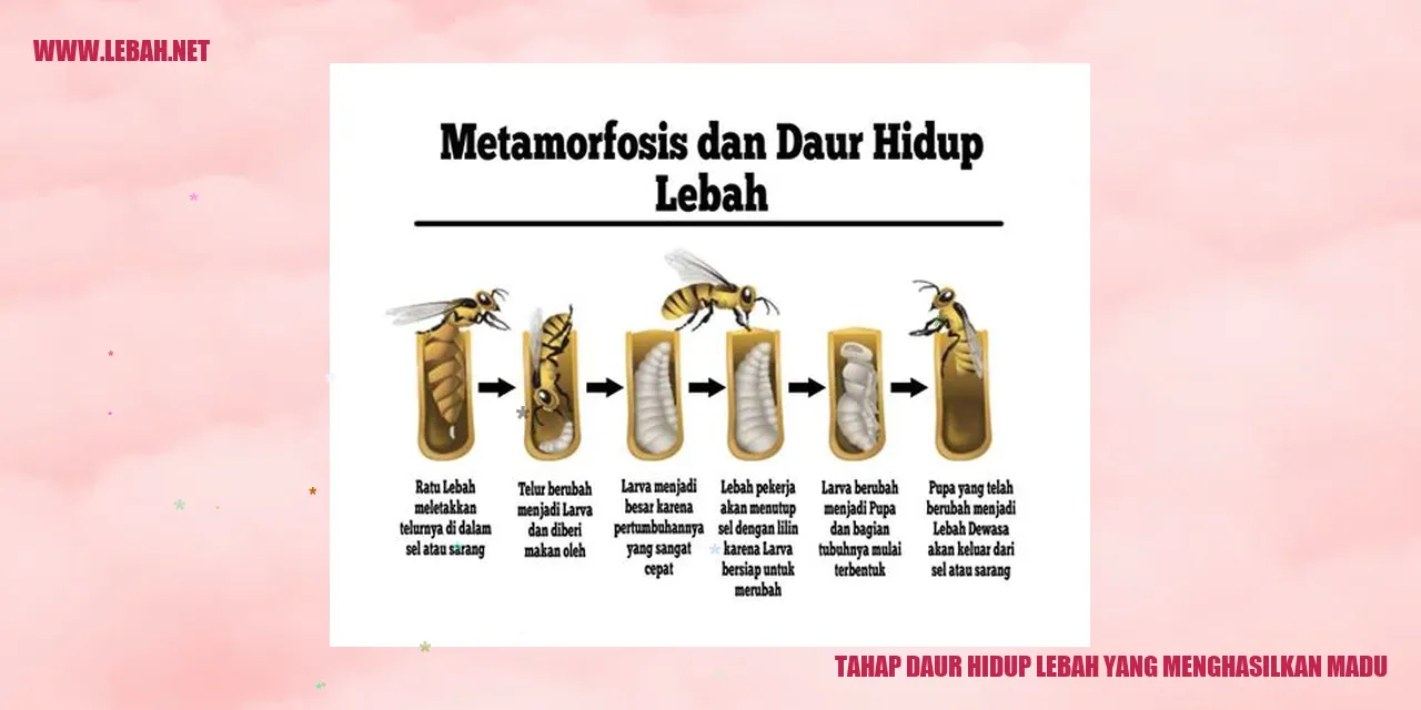 Telur Lebah