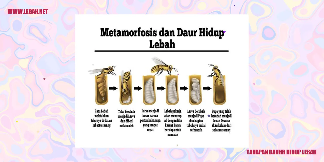 tahapan dauhr hidup lebah