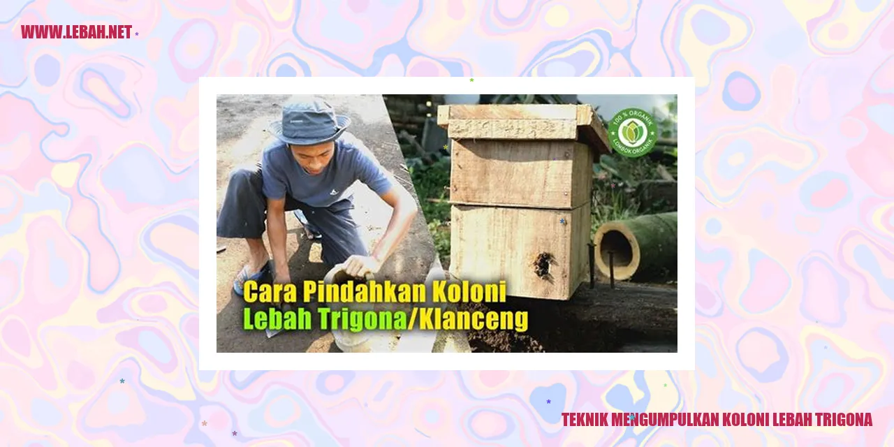 Teknik Mengumpulkan Koloni Lebah Trigona