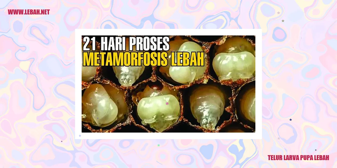 Telur Lebah
