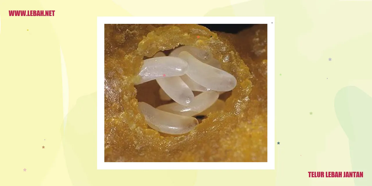 Telur lebah jantan