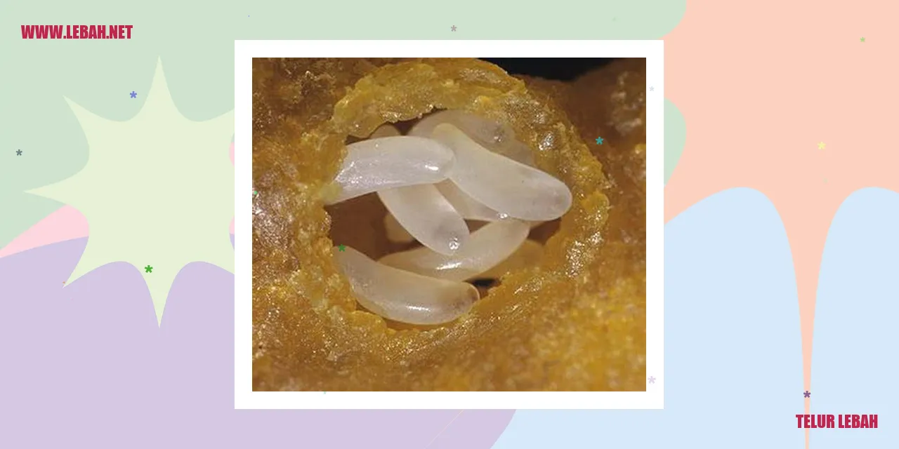 Telur Lebah