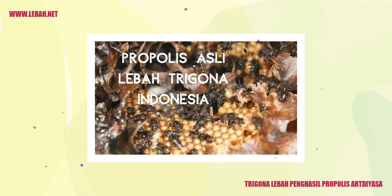 trigona lebah penghasil propolis artdiyasa