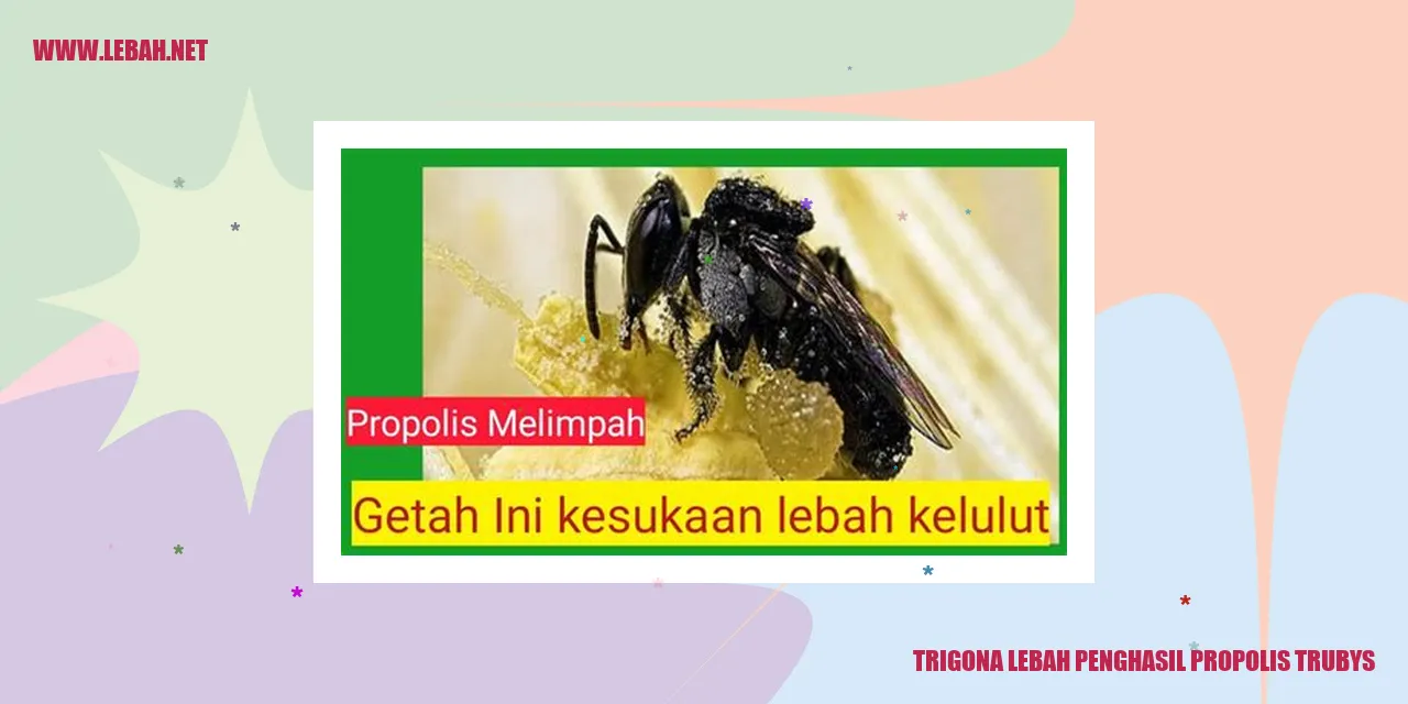 Trigona Lebah Penghasil Propolis Trubys