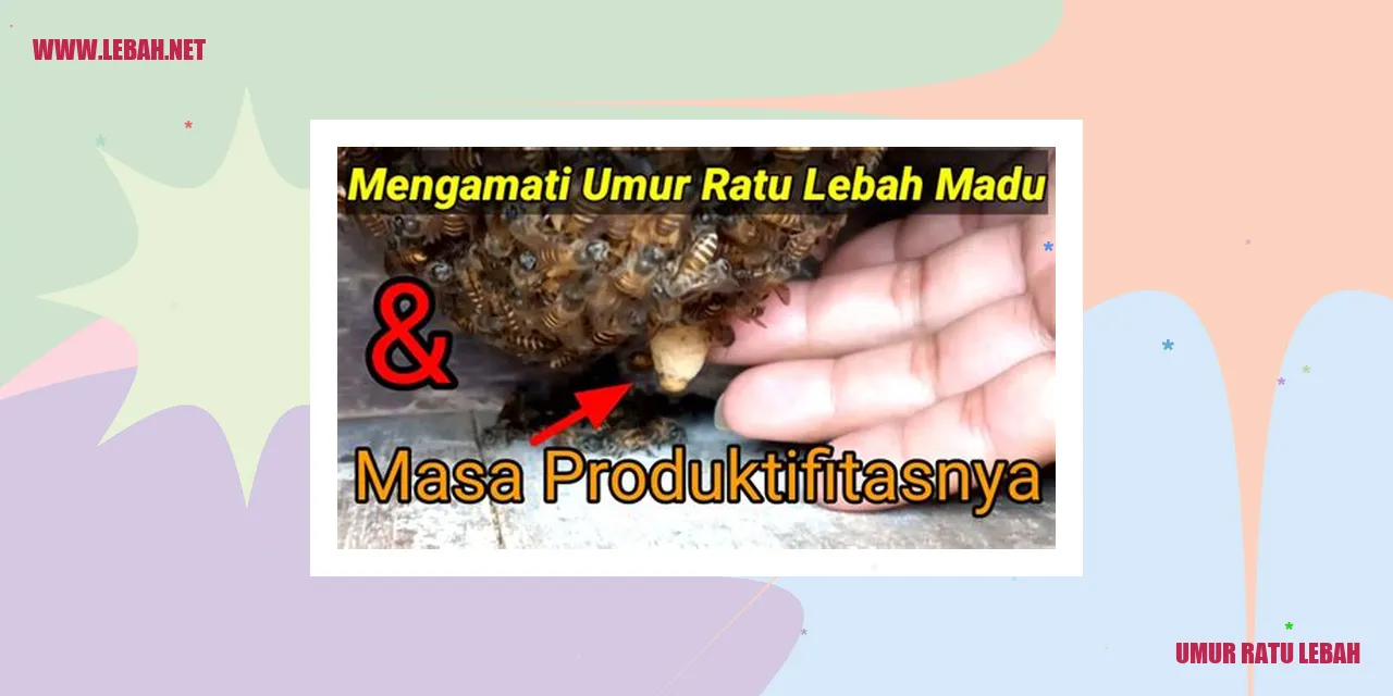 umur ratu lebah
