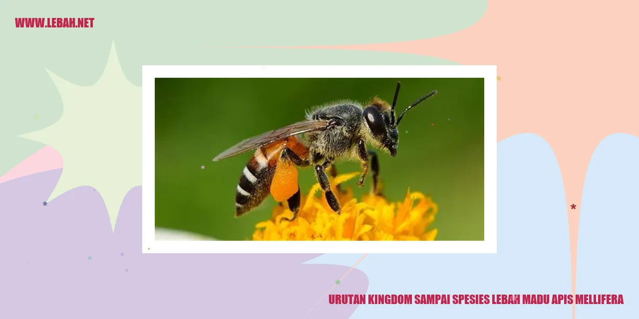 Lebah Madu Apis Mellifera