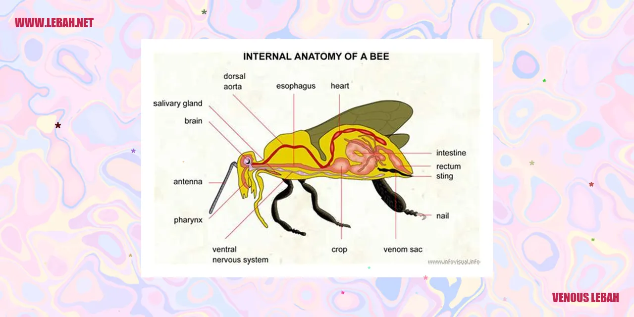 venous lebah