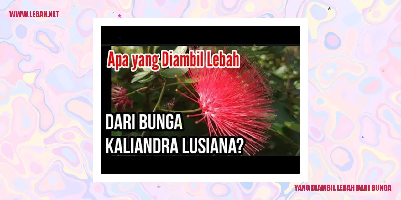 Lebah Madu Mengambil Nektar dari Bunga