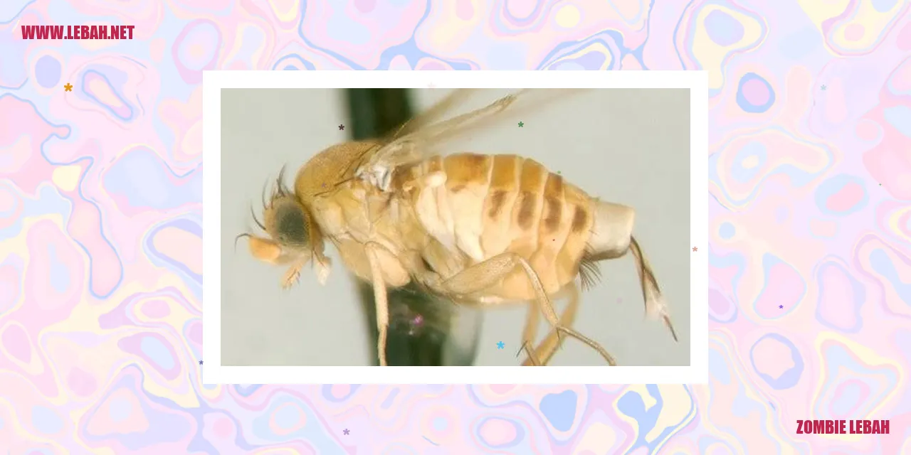 zombie lebah